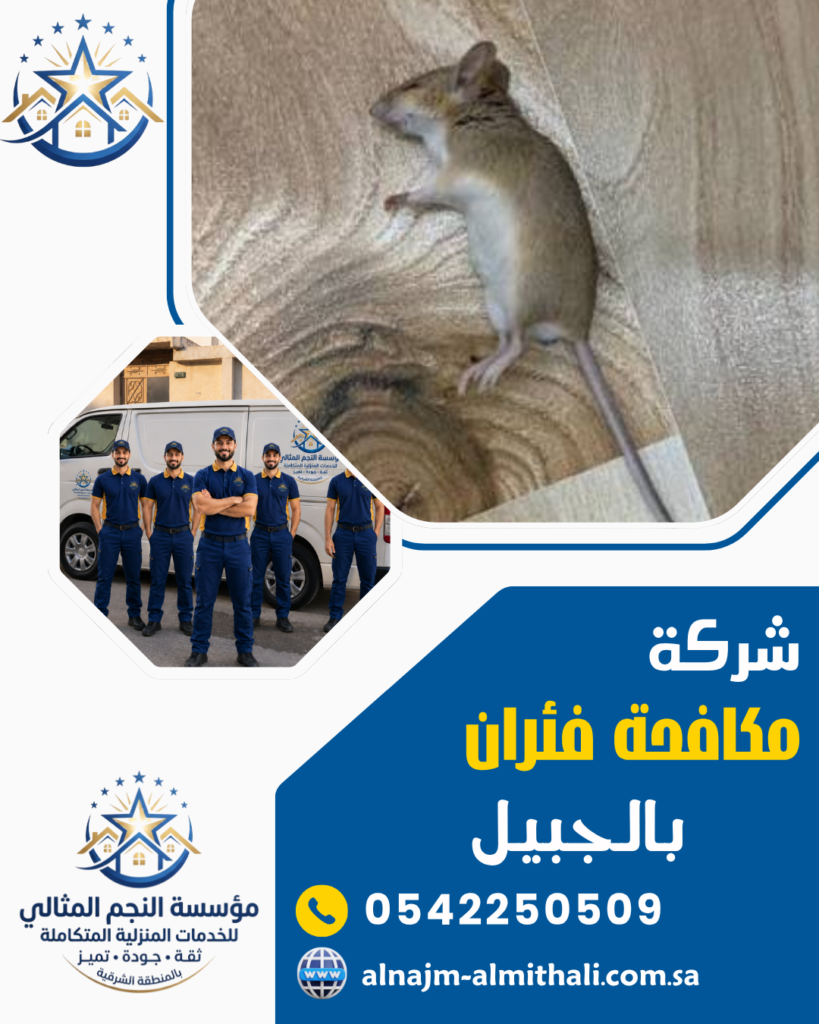 شركة مكافحة الفئران بالجبيل شركة مكافحة الفئران بالجبيل