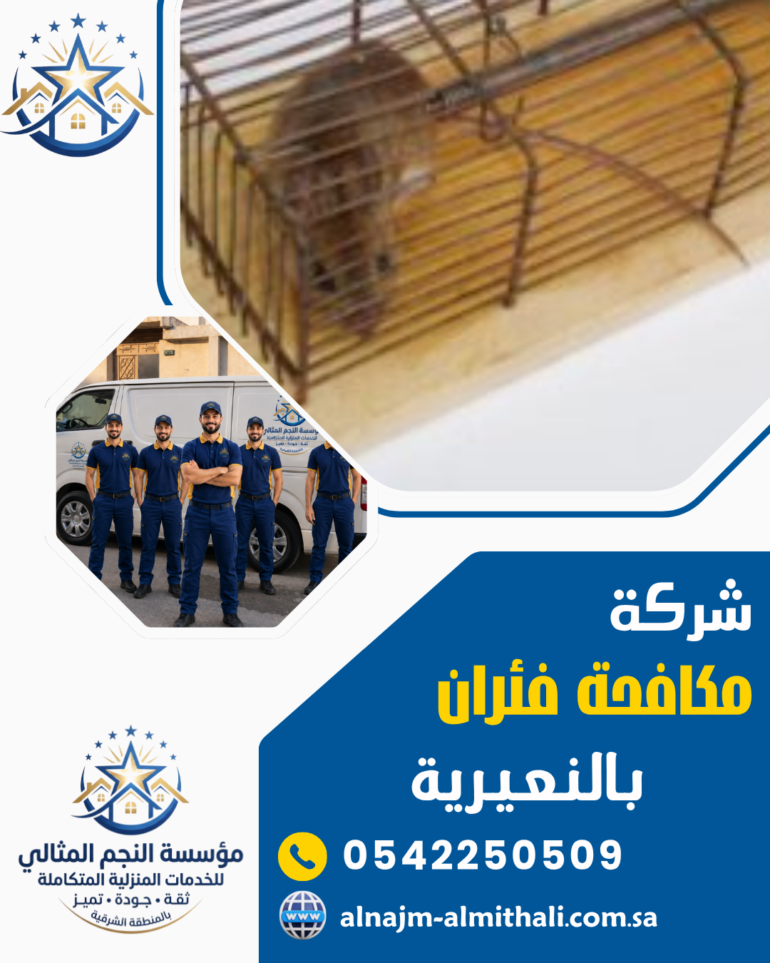 شركة مكافحة الفئران بالقطيف